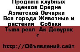 Продажа клубных щенков Средне Азиатской Овчарки - Все города Животные и растения » Собаки   . Тыва респ.,Ак-Довурак г.